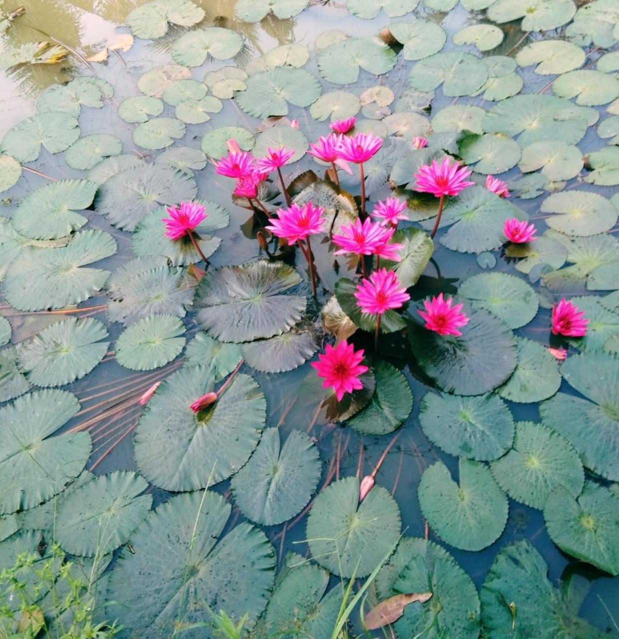 Thomman'S Farm Stay Kottayam Buitenkant foto